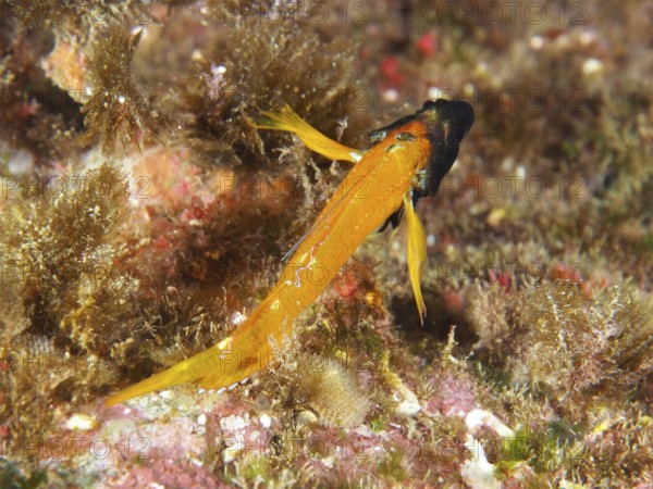 Black-faced blenny (Tripterygion delaisi) gliding over algae-covered seabed in the Mediterranean Sea near Hyères, dive site Giens Peninsula, Provence Alpes Côte d'Azur, France