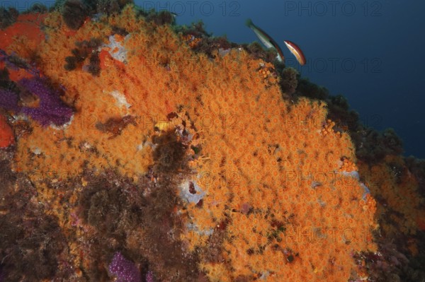 Fish swimming over a seabed covered with Yellow cluster anemone (Parazoanthus axinellae) in the Mediterranean Sea near Hyères, dive site Giens Peninsula, Provence Alpes Côte d'Azur, France