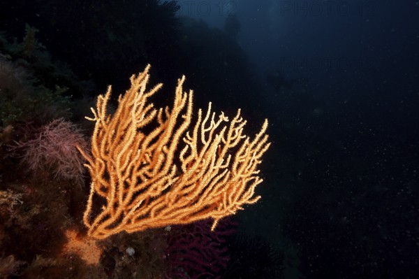 Bright yellow gorgonian (Eunicella cavolinii) stands out in the dark sea depths in the Mediterranean Sea near Hyères, dive site peninsula Giens, Provence Alpes Côte d'Azur, France
