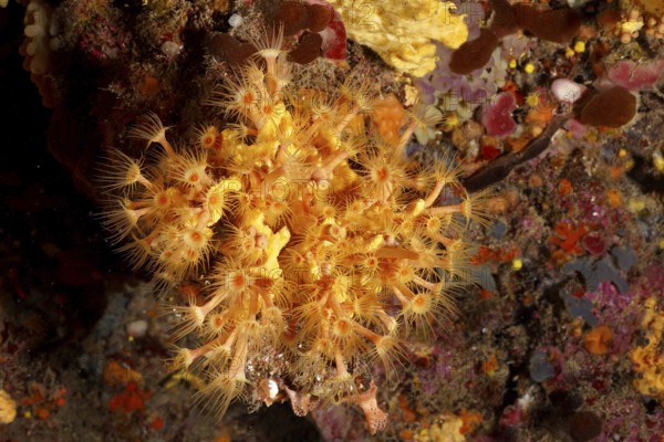 Detailed close-up of Yellow cluster anemone (Parazoanthus axinellae) in the Mediterranean Sea near Hyères, dive site Peninsula Giens, Provence Alpes Côte d'Azur, France