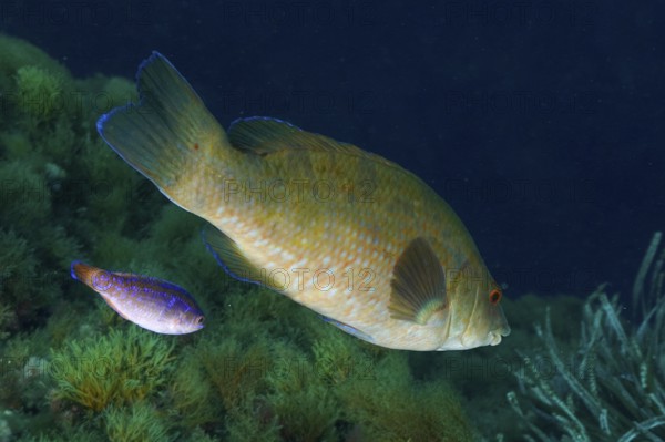 Large Ballan wrasse (Labrus bergylta) and smaller fish side by side in a wide blue sea scenario in the Mediterranean Sea near Hyères, dive site Giens Peninsula, Provence Alpes Côte d'Azur, France