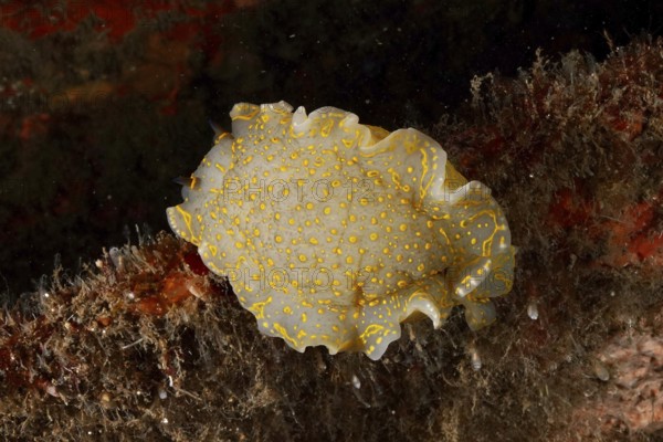 White sea nudibranch with yellow dots, yellow-violet star snail star snail (Felimare Picta), on the seabed in the Mediterranean Sea near Hyères, dive site Giens Peninsula, Provence Alpes Côte d'Azur, France