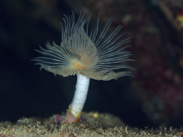 A tubular, fan-shaped creature, Protula tubularia (Protula tubularia), protrudes from a reef in a dark underwater environment in the Mediterranean Sea near Hyères, Giens Peninsula dive site, Provence Alpes Côte d'Azur, France
