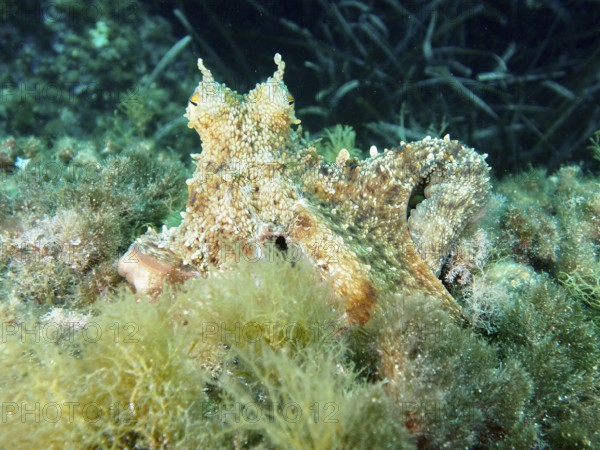 Well camouflaged octopus, Common Octopus (Octopus vulgaris), resting on algae-covered seabed in the Mediterranean Sea near Hyères, dive site Giens Peninsula, Provence Alpes Côte d'Azur, France