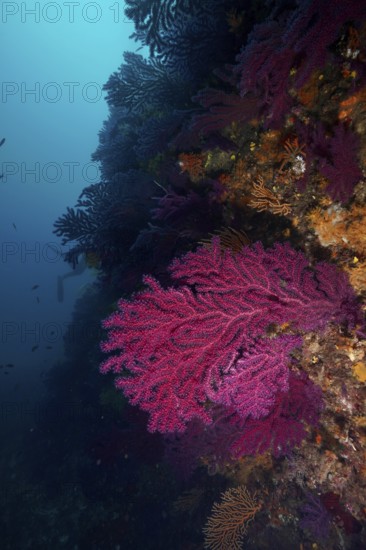 Dark underwater image of Violescent sea-whip (Paramuricea clavata) on a rock face in the deep Mediterranean Sea near Hyères, dive site Peninsula Giens, Provence Alpes Côte d'Azur, France