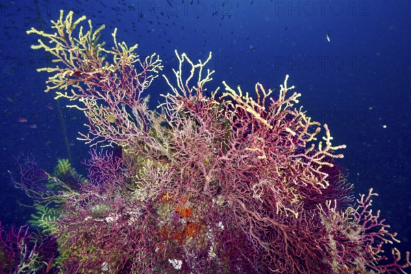 Violescent sea-whip (Paramuricea clavata) in clear water in the Mediterranean Sea near Hyères, dive site Giens Peninsula, Provence Alpes Côte d'Azur, France