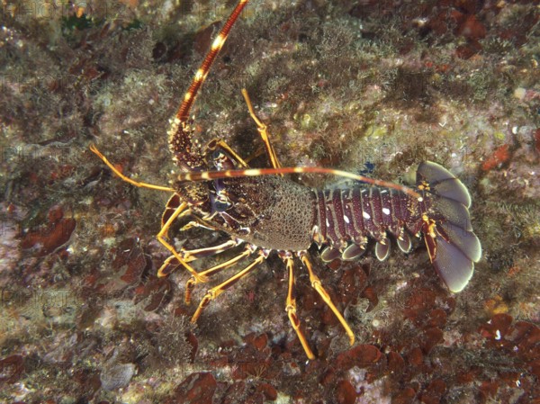 A European spiny crayfish (Palinurus elephas) in its natural environment on a seabed in the Mediterranean Sea near Hyères, Giens Peninsula dive site, Provence Alpes Côte d'Azur, France