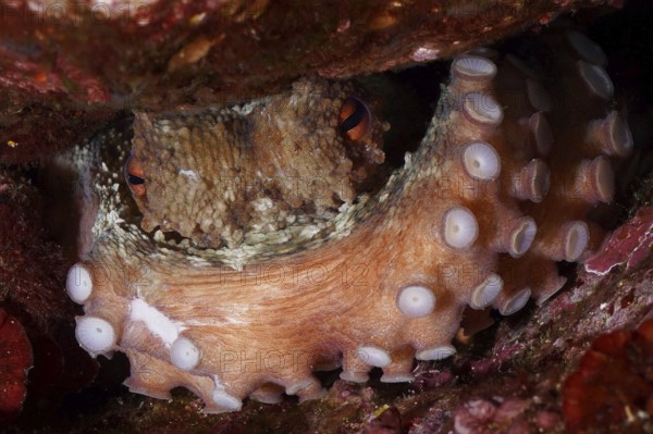 Octopus, Common Octopus (Octopus vulgaris), hidden in rocky underwater cave, showing tentacle pattern and improving camouflage in the Mediterranean Sea near Hyères, dive site Giens Peninsula, Provence Alpes Côte d'Azur, France