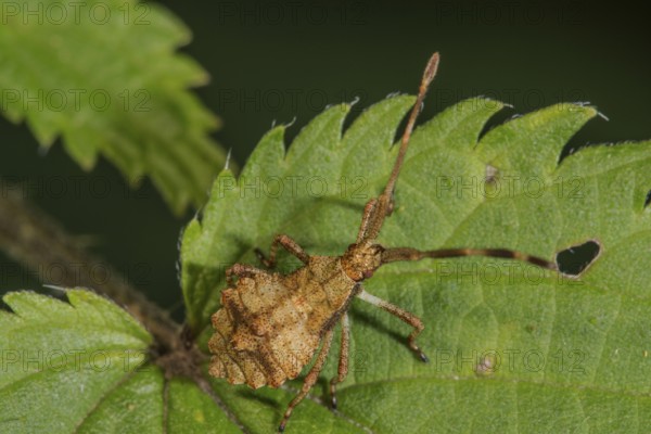 A leather bug (Coreus marginatus) in the last larval stage on a stinging nettle leaf, Baden-Württemberg, Germany