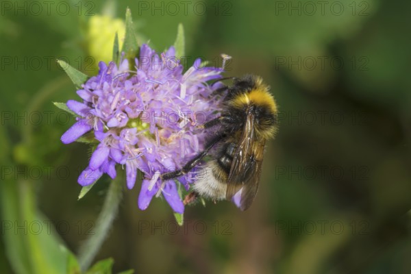 A White-tailed Bumblebee (Bombus lucorum) sits on a forest widow flower (Knautia dipsacifolia) and collects nectar, Baden-Württemberg, Germany