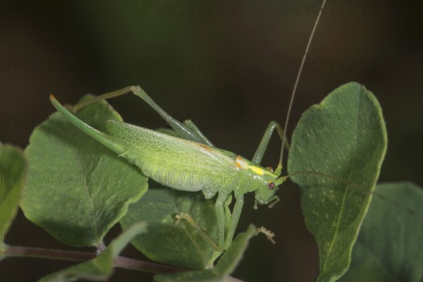 A female oak grasshopper (Meconema thalassinum) sitting on a leaf in a natural environment, Baden-Württemberg, Germany