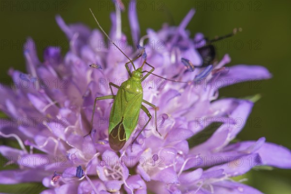 Calocoris affinis (Calocoris affinis) on Knautia dipsacifolia, Baden-Württemberg, Germany