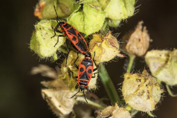 Two fire bugs (Pyrrhocoris apterus) with characteristic pattern mating on seed capsule of a dry mallow plant, Baden-Württemberg, Germany