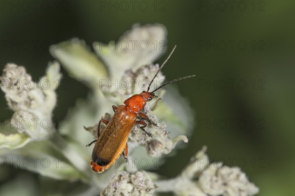 A red and yellow beetle (Rhagonycha fulva) sitting on a flower of dwarf elderberry (Sambucus ebulus) in a natural environment, Baden-Württemberg, Germany