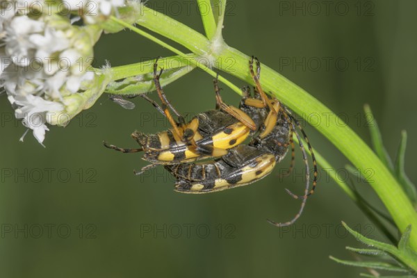 Two spotted longhorns (Rutpela maculata) mating on a valerian plant (Valeriana) in natural light, Baden- Württemberg, Germany