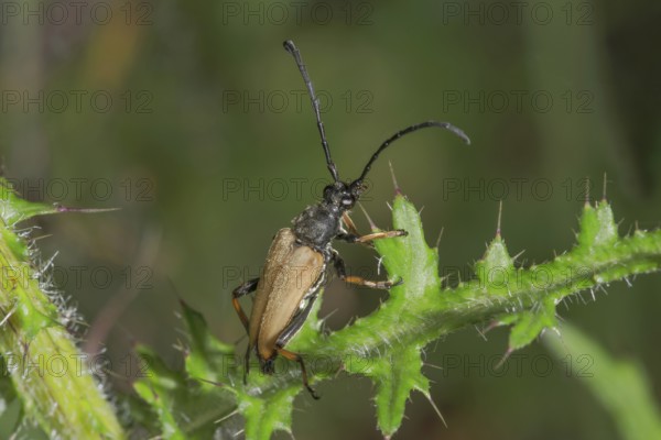 Close-up view of a spruce splint buck (Tetropium castaneum) on a stalk of thistle (Cirsium arvense), Baden- Württemberg, Germany