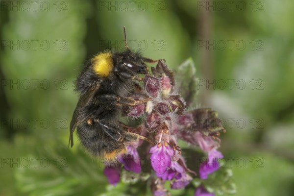 A meadow bumblebee (Bombus pratorum) sitting on a pink flower of edelgamander in green surroundings, Baden-Württemberg, Germany