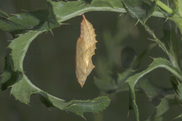 A pupa of the Small tortoiseshell (Aglais urticae) hanging from a leaf of the marsh thistle (Cirsium palustre) in a natural environment, Baden-Württemberg, Germany