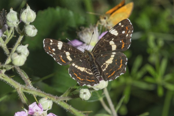 A Map Butterfly (Araschnia levana), summer form sitting on a blackberry blossom in a natural environment, Baden-Württemberg, Germany