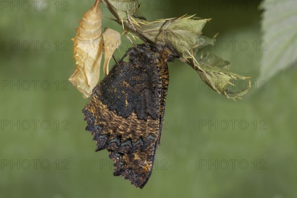 A newly hatched Small tortoiseshell (Aglais urticae) hanging from a cocoon on the leaf of a marsh thistle in a natural environment, Baden-Württemberg, Germany