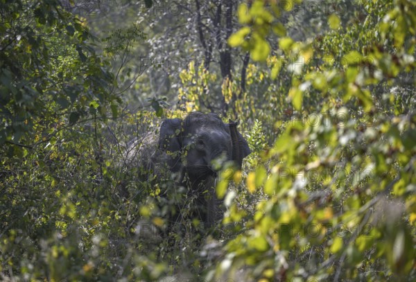 Indian elephant (Elephas maximus indicus) in the undergrowth, Corbett National Park, near Ramnagar, Uttarakhand State, India