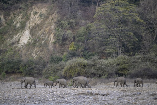 Indian elephants (Elephas maximus indicus), Corbett National Park, near Ramnagar, Uttarakhand State, India
