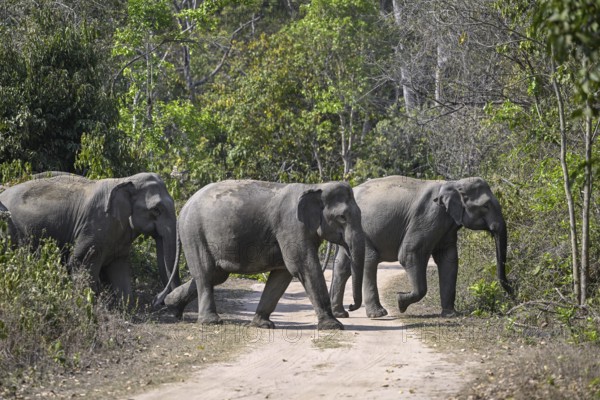 Indian elephants (Elephas maximus indicus), Corbett National Park, near Ramnagar, Uttarakhand State, India
