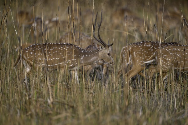 Axis deer or chitals (Axis axis) in tall grass, Corbett National Park, near Ramnagar, Uttarakhand State, India