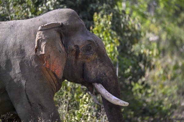 Indian elephant (Elephas maximus indicus), Corbett National Park, near Ramnagar, Uttarakhand State, India