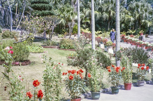 Man walking down steps in garden of potted dahlia plants, palm trees and lawn, Macau, Asia 1964 thought to be Jardim De Luis De Camoes garden