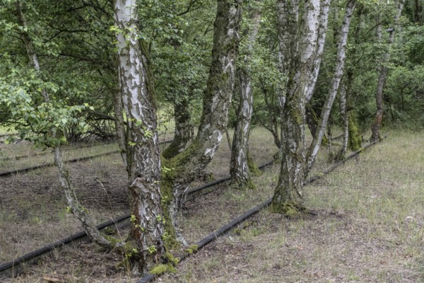 Renaturalisation in the Schöneberger Südgelände nature park, birch trees (Betula pendula) between old railway tracks, Berlin, Germany
