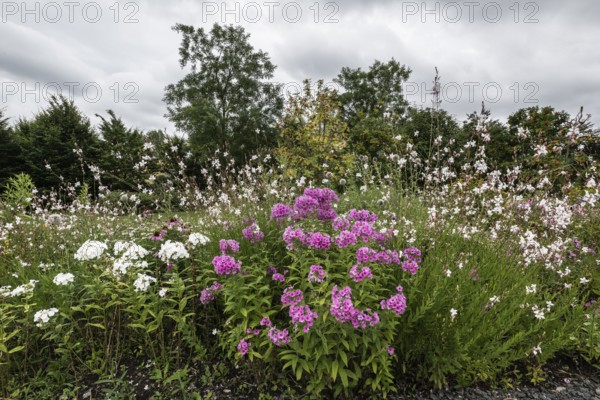 Flower bed with flame flower-bed (phlox), Berlin, Germany (