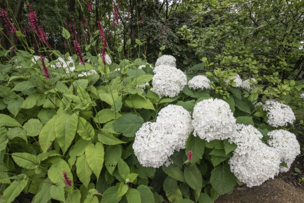 Flower bed with panicle hydrangea (Hydrangea paniculata) and knotweed (Persicaria), Berlin, Germany
