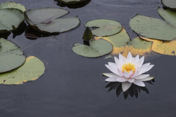 Water lilies (Nymphaea), Berlin, Germany