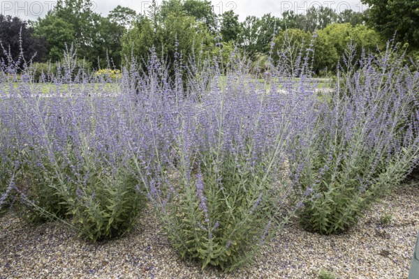 Blue rue (Perovskia atriplicifolia), Berlin, Germany