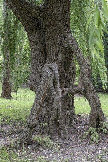 Abnormal trunk of a weeping willow (Salix babylonica), Berlin, Germany