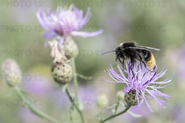Stone bumblebee (Bombus lapidarius), Berlin, Germany