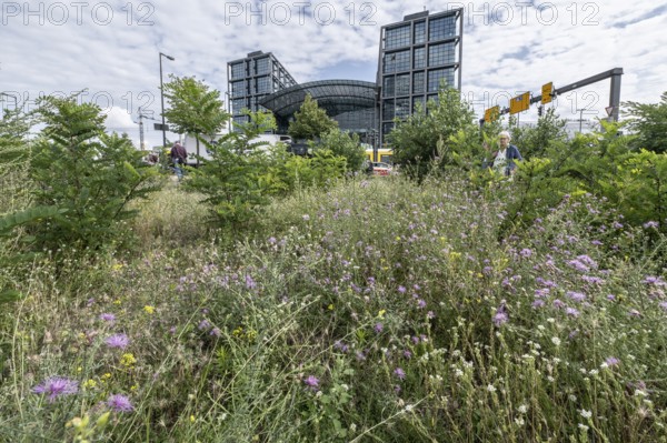 Ruderal area, flowering meadow, insect garden at Berlin Central Station, Berlin, Germany