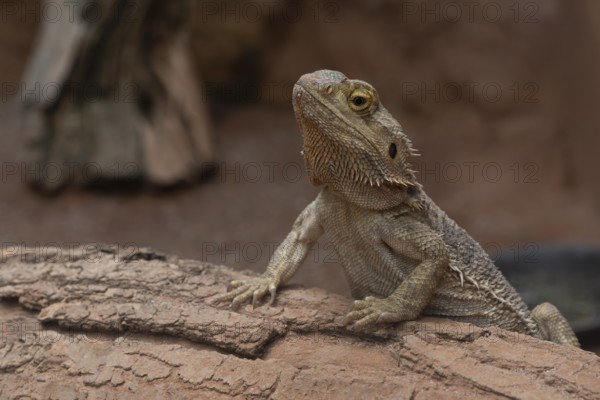 Bearded dragon (Pogona (Amphibolurus) vitticeps), captive, Germany