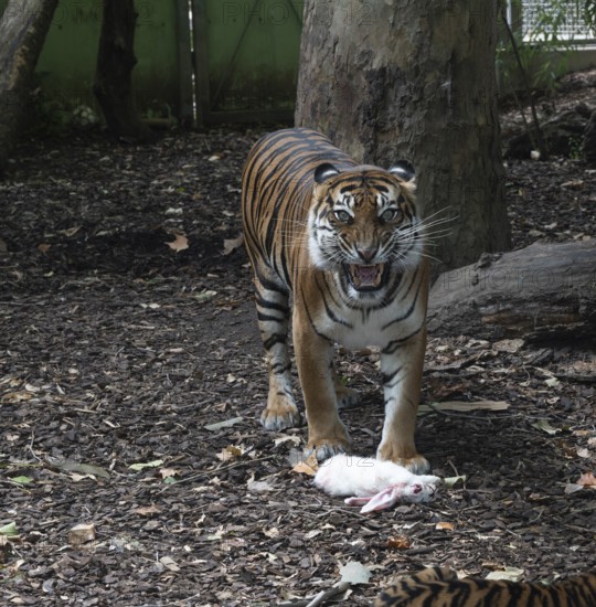 Sumatran tiger (Panthera tigris sumatrae), female with rabbit, severely endangered, captive, Germany