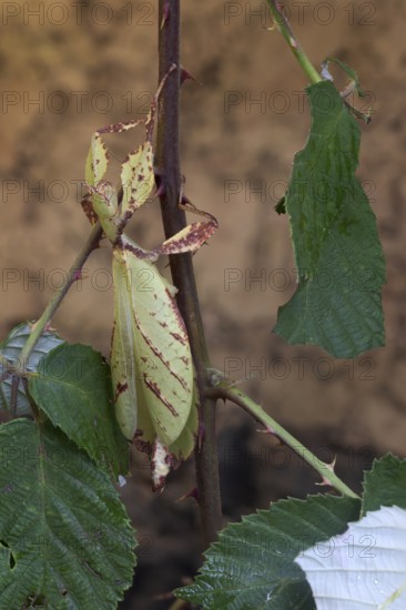 Walking leaf (Phyllium celebicum), captive, Germany