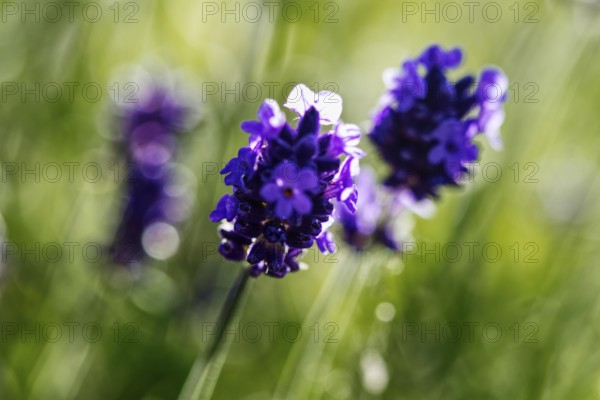 Close-up of lavender flowers (Lavandula) in purple tones with blurred background, Siegen