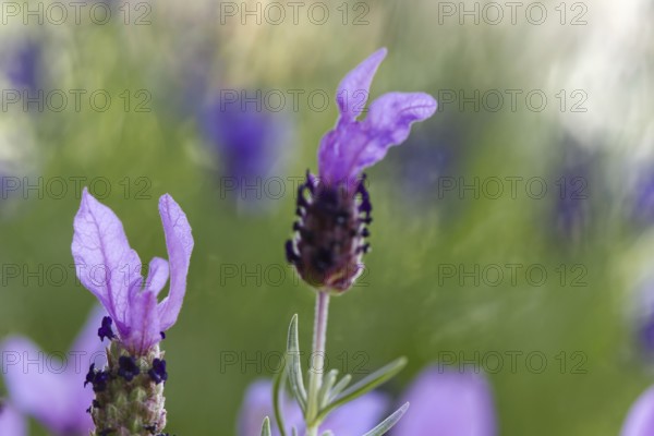 Crested lavender flowers (Lavendula stoechas) in intense shades of purple against a blurred background, Siegen