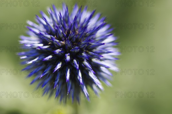 Close-up view of a single blue globe thistle (Echinops) with clearly visible pointed flower spikes on a blurred background, Siegen
