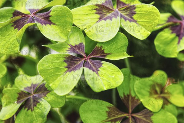 Close-up of clover leaves (Oxalis tetraphylla) with contrasting colours showing dense green vegetation, Siegen