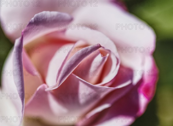 Close-up of a pink rose (Rosa) with delicate, softly drawn petals that radiate natural elegance, Siegen