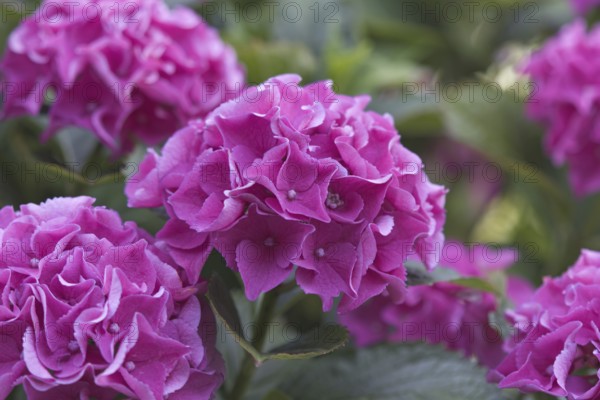 Close-up of pink hydrangea flowers (Hortensius) in full bloom, embodying freshness and natural beauty, Siegen