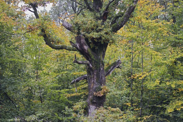 An old, mossy tree in an autumnal forest, Siegen