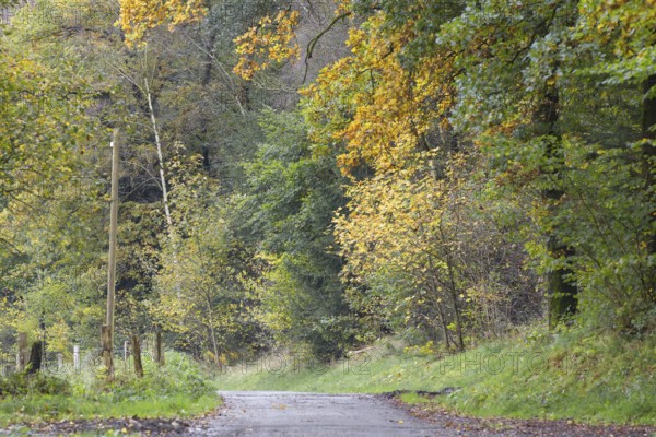 An autumnal forest path surrounded by yellow and green trees, Siegen