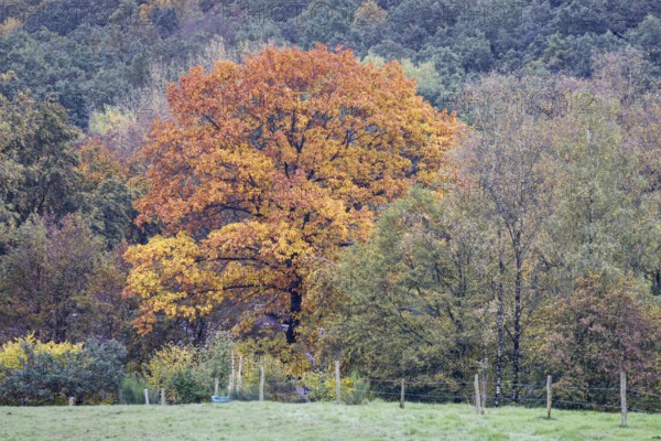 A tree in autumnal colours stands out from a green forest in a rural region, Siegen